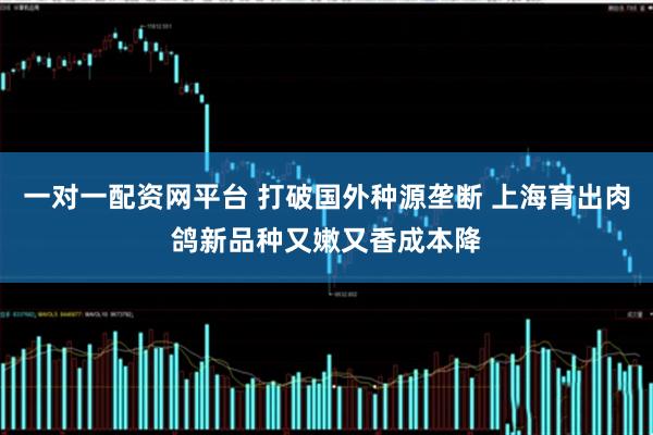 一对一配资网平台 打破国外种源垄断 上海育出肉鸽新品种又嫩又香成本降